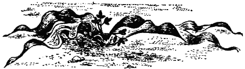 Причуды природы - i_109.png