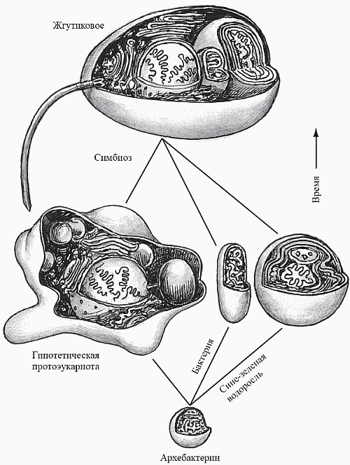 Удивительная палеонтология. История земли и жизни на ней - i_025.png