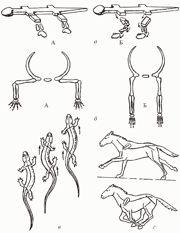 Удивительная палеонтология. История земли и жизни на ней - i_052.png