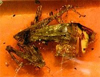 Журнал «Компьютерра» N 8 от 27 февраля 2007 года (Компьютерра - 676) - i_010.jpg