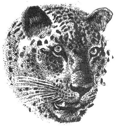 Мир Книги джунглей - i_008.png