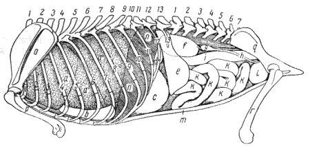 Болезни собак  - i_018.png