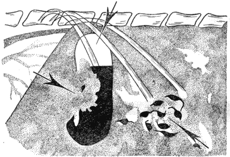 Болезни собак  - i_027.png