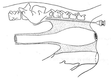 Болезни собак  - i_046.png