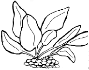 Аквариум. Практические советы - _05.png
