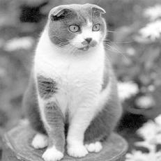 Шотландские вислоухие кошки - i_008.jpg