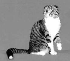 Шотландские вислоухие кошки - i_010.jpg
