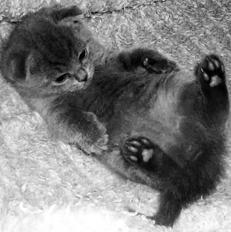 Шотландские вислоухие кошки - i_014.jpg