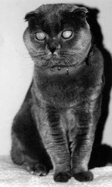 Шотландские вислоухие кошки - i_016.jpg
