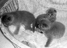 Шотландские вислоухие кошки - i_019.jpg