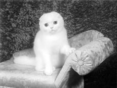 Шотландские вислоухие кошки - i_022.jpg