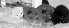Шотландские вислоухие кошки - i_023.jpg