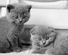 Шотландские вислоухие кошки - i_024.jpg