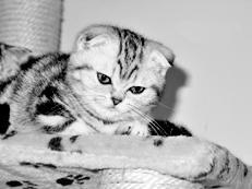 Шотландские вислоухие кошки - i_032.jpg