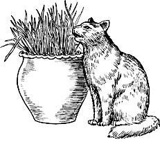 Шотландские вислоухие кошки - i_033.jpg