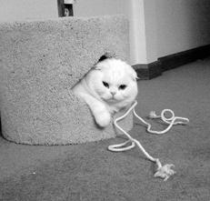 Шотландские вислоухие кошки - i_036.jpg