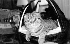 Шотландские вислоухие кошки - i_037.jpg