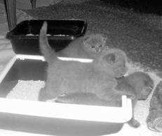 Шотландские вислоухие кошки - i_038.jpg