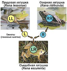 Журнал «Компьютерра» № 24 от 27 июня 2006 года - _644i17a2.jpg