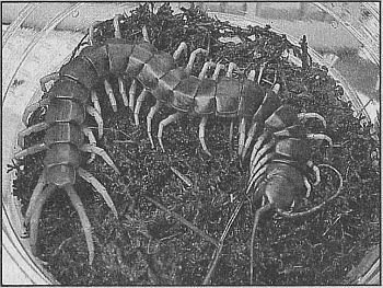 100 великих рекордов живой природы - i_027.jpg