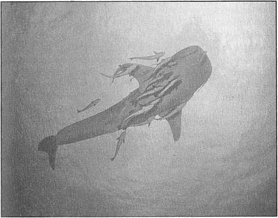 100 великих рекордов живой природы - i_038.jpg