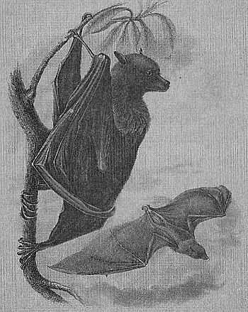 100 великих рекордов живой природы - i_075.jpg