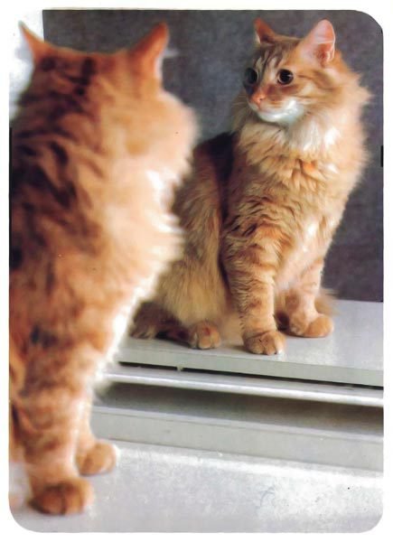 Кошки - i_013.jpg