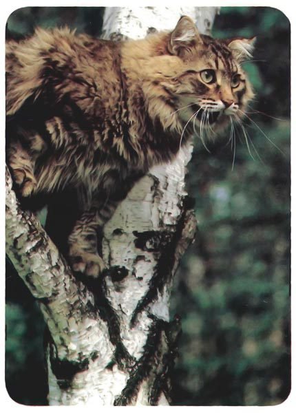 Кошки - i_014.jpg