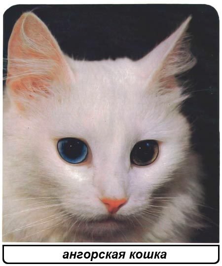 Кошки - i_015.jpg