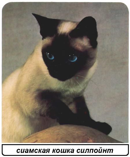 Кошки - i_016.jpg