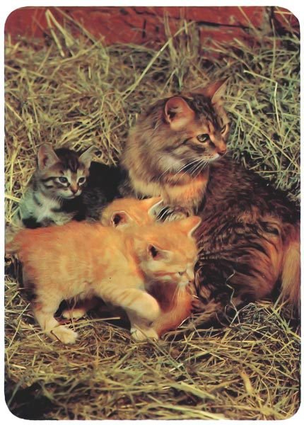 Кошки - i_017.jpg