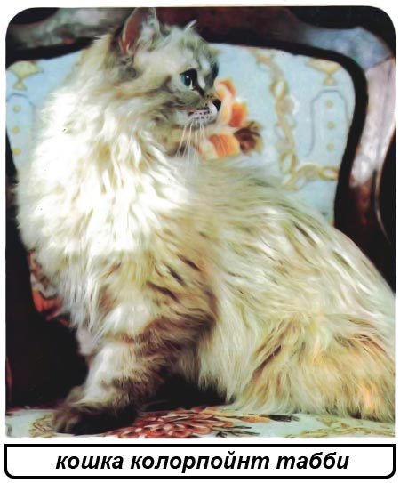 Кошки - i_019.jpg