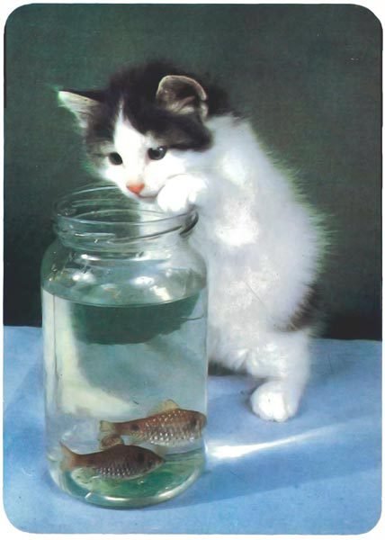 Кошки - i_020.jpg