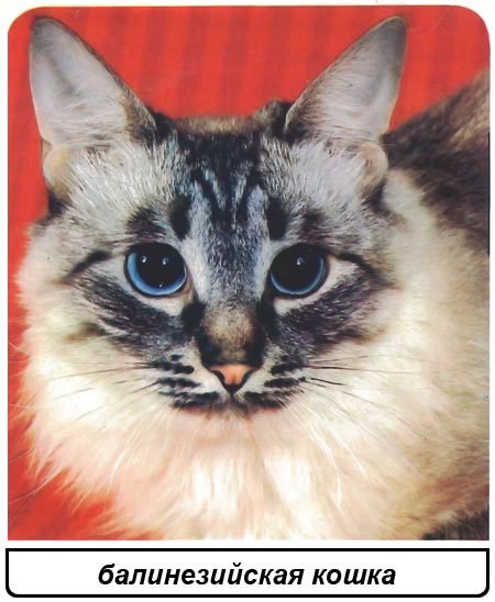 Кошки - i_029.jpg