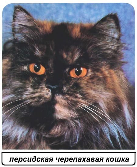 Кошки - i_030.jpg
