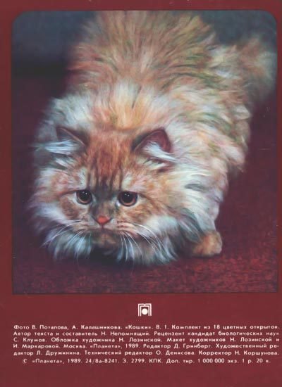 Кошки - i_038.jpg