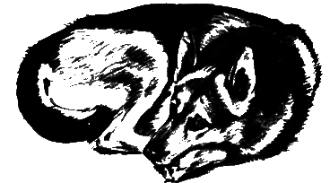 О чем лают собаки - pic_35.png