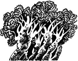 Избранница - i_016.png