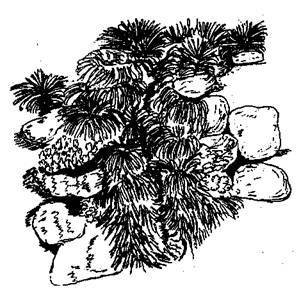 Справочник современного ландшафтного дизайнера - i_037.jpg