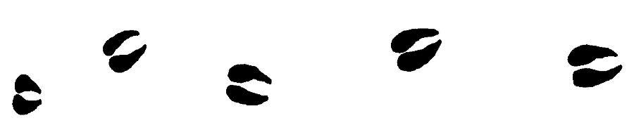 Рольф в лесах - pic047.png