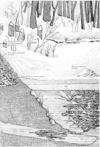 Лососи, бобры, каланы - i_127.png