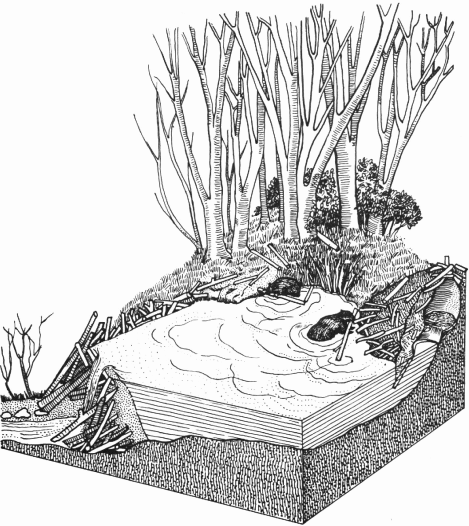 Лососи, бобры, каланы - i_128.png