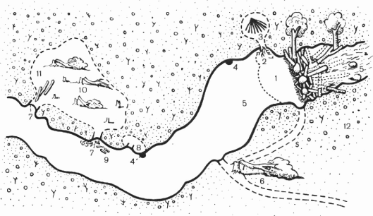 Лососи, бобры, каланы - i_132.png