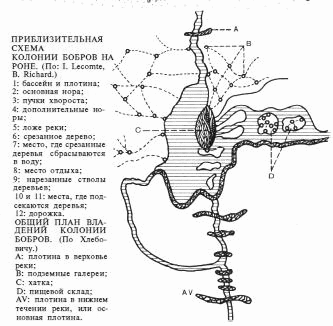 Лососи, бобры, каланы - i_133.png