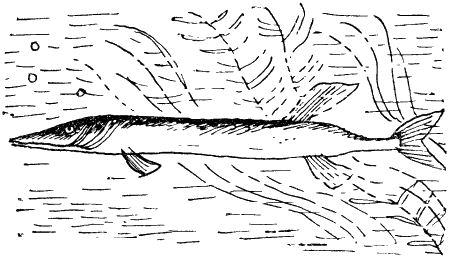 Некоторые удивительные события из жизни Бориса Пузырькова - i_016.png