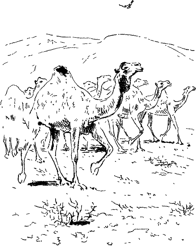 Хозяин небесных гор - i_028.png