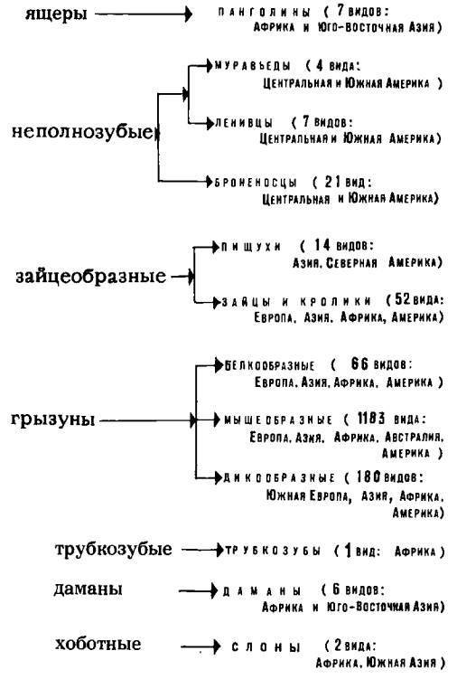 Рукокрылые, приматы, неполнозубые, панголины, зайцеобразные, грызуны, китообразные, ластоногие, трубкозубые, даманы, сирены и хоботные - i_350.jpg