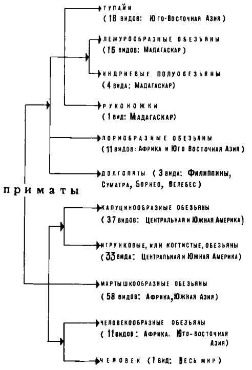 Рукокрылые, приматы, неполнозубые, панголины, зайцеобразные, грызуны, китообразные, ластоногие, трубкозубые, даманы, сирены и хоботные - i_352.jpg