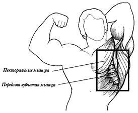 Новая энциклопедия бодибилдинга. Кн.3. Упражнения - _10.jpg
