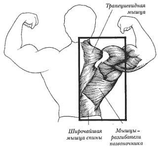Новая энциклопедия бодибилдинга. Кн.3. Упражнения - _139.jpg